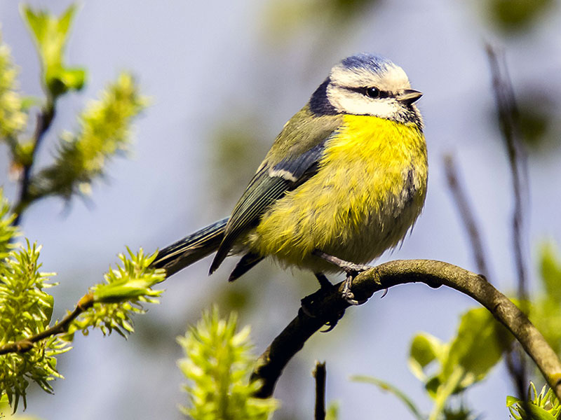 Love to Garden? Top Plants for Bringing Sounds to Your Yard