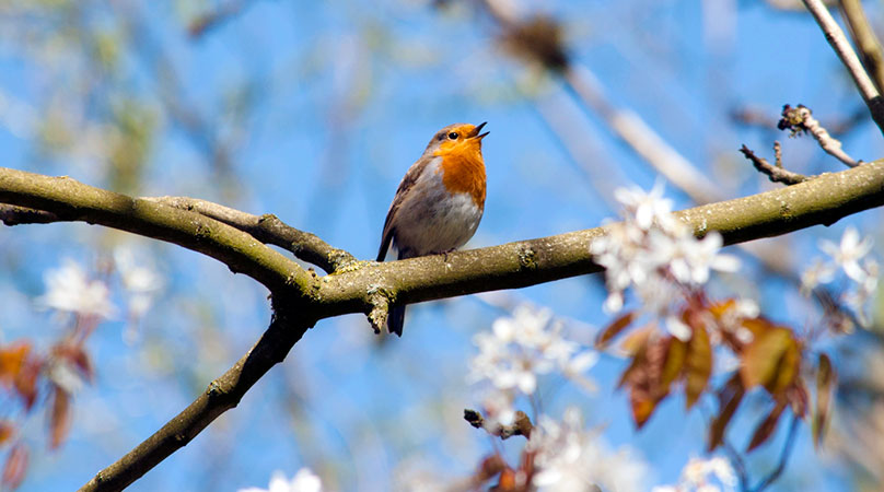 Sounds of Spring